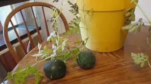 It's important to note, that some cucumbers will lend themselves better to being grown in a hydroponic system. How To Easily Grow Watermelon Indoors