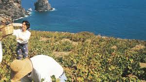 Pantelleria ist eine italienische insel im mittelmeer.sie bildet mit einigen vorgelagerten felsen die gemeinde pantelleria mit 7683 einwohnern (stand 31. Passito Di Pantelleria Liquid Amber Born Of The Wind S Rausi