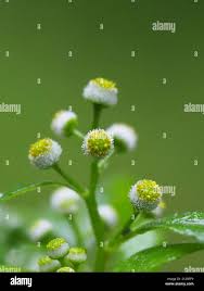 Image result for Dichrocephala integrifolia