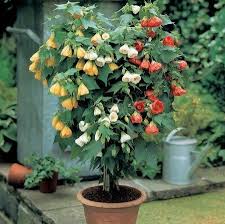 Image result for Abutilon longicuspe