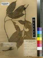 Image result for Pleiocarpa