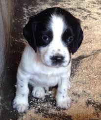 Beautiful Kc Reg Ess Puppies For Sale Devon For Sale Labrador Puppy Puppies Labrador Puppy Training