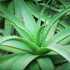 Cactus y otras plantas crasas. Todo Sobre El Aloe Vera Cactus Y Suculentas Como Es Cultivo Etc