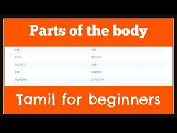Body is known as sareeram (శరీరము) or dhehamu (దేహము). Youtube Learning English Legends Language