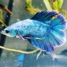 Ty Is Betta On Twitter Just Rescued A Elephant Ear Betta Female Bettafish Bettakoi Bettalove Bettalove Bettasorority Bettaforsale Bettahobby Bettalover Betta Fish Breeder Halfmoon Doubletail Tylyfe Mbt Madebyty Elephantear Https T