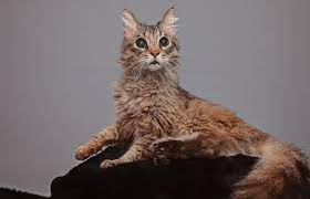 How Long Do Cats Live And How To Help Your Cat Live Longer Meow Co