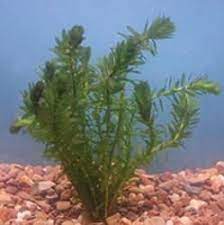 Anacharis Is The Most Popular Of The Submerged Oxygenating Pond Plants It Is A Fast Growing Submerged Plant That Competes Wit Pond Plants Plants Water Garden