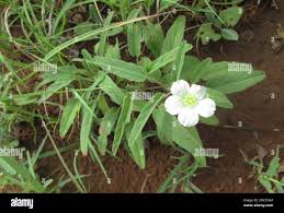 Image result for Monsonia glauca
