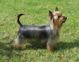 Toy Dog Breeds Toy Dog Breeds Australian Silky Terrier Dog Breeds