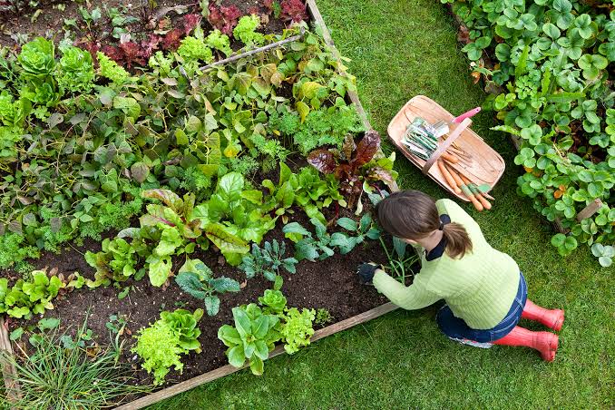 Gardening for beginners: 21 tips to start growing veg and plants | Real Homes