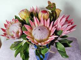 Image Result For Protea Flower Arrangement Ideas Protea Flower Botanical Flowers Flower Arrangements