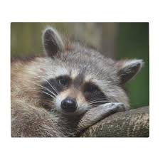 Raccoon Metal Print Zazzle Com Animals Wild Animal Facts Animals