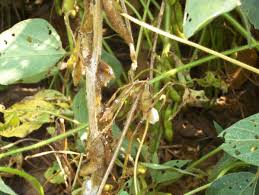 Sooty mold is a fungus that is growing on. White Mold How To Identify Control And Prevent Garden Fungus Diseases The Old Farmer S Almanac