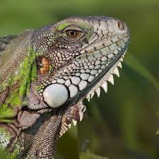 green iguana national geographic