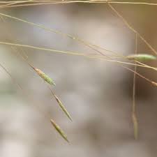 Image result for Eragrostis macrochlamys