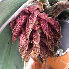 Image result for Bulbophyllum prorepens