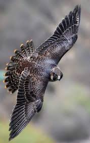Birds Of A Feather Festival 2020 41 Ideas Tattoo Bird Wings Feathers In 2020 With Images Bird Of Prey Tattoo Birds Of Prey Nature Birds