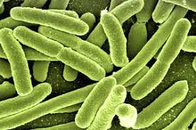 Domain Eukarya Kingdoms Three Domains Of Life Bioexplorer Net