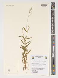 Image result for Urochloa villosa