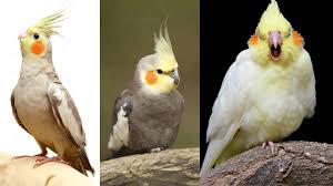 Damaged Cockatiel Tail Feathers | Bechewy