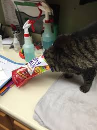 Bird And Pet Clinic Of Roseville Toby Took Full Advantage Of The Open Bag Of Treats