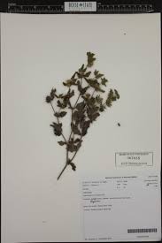 Image result for Acanthospermum hispidum