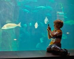Gambar North Carolina Aquarium at Fort Fisher