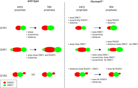 Image result for Meiosperma debile