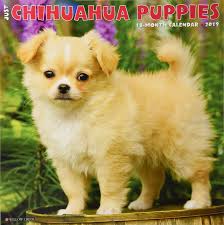 Meine kleine chanel genießt die ersten sonnenstrahlen #chihuahua. Just Chihuahua Puppies 2019 Wall Calendar Dog Breed Calendar Willow Creek Press 9781549200724 Amazon Com Books