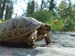 Greek Tortoise Care Size Habitat Lifespan Food List
