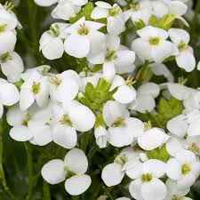 Image result for Arabis alpina