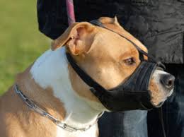 But are these dogs the most dangerous breeds, or are they merely penalized for having a larger population? 10 Most Dangerous Dog Breeds Luv My Dogs