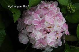 Hydrangea Macrophylla Wedding Ring From Secret Garden Growers Hydrangea Macrophylla Growing Hydrangeas Planting Hydrangeas