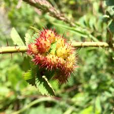 Image result for Polysphaeria harrisii