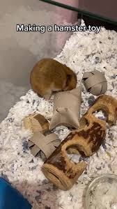 How Many Hamsters Can You Fit In A Toilet Paper Roll? - Youtube