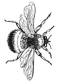 17 Bumble Bee Coloring Pages Bumble Bee Coloring Pictures 1 Free Bee Drawing Bee Coloring Pages Bee Art