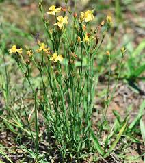 Image result for Hypericum lalandii