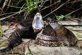 Pin On Reptiles And Amphibians
