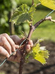 Weinreben Pflanzen Darauf Kommt Es An Weinreben Pflanzen Weinrebe Weinpflanze