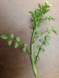 Image result for Nasturtium microphyllum