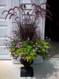 Needs Lots Of Sun Purple Fountain Grass Sweet Potato Vine Verbena Garden Containers Container Gardening Flowers Lawn And Garden