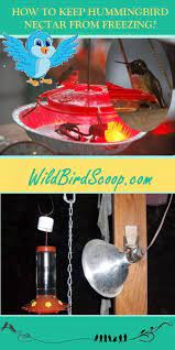 Keeping Hummingbird Nectar From Freezing With Many Ways Hummingbird Nectar Hummingbird Food Humming Bird Feeders