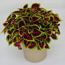 Image result for Coleus dewildemanianus
