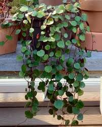 Peperomia ruby cascade in 6in plastic pots. Peperomia Ruby Cascade Video Hanging Plants Indoor Hanging Plants Plants
