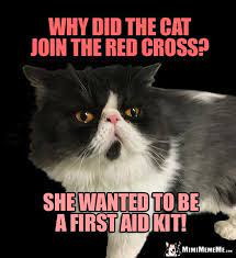 Silly Cat Riddle Why Did The Cat Join The Red Cross She Wanted To Be A First Aid Kit Cat Jokes Funny Cat Jokes Cat Birthday Funny