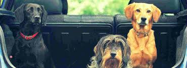 Trouvez votre garde d'animaux sans plus attendre: Pet Sitter Professionnel Ou Garde D Animaux Par Un Particulier Quelle Difference Blog Take Me Home