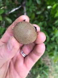 Image result for Sapotaceae