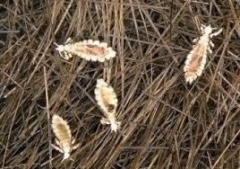 Some pest control companies have catchy contracts or lackluster service plans, but ehrlich offers one of the most comprehensive protection plans in the company has a policy of using environmentally friendly mediums when exterior spraying and avoids blanket spraying of pesticides inside the home. Don T Spray Your Home For Head Lice Colonial Pest Control