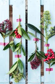 White dwarf® is a dwarf, male japanese skimmia variety. Garden Plant Of The Month November Skimmia Flower Council