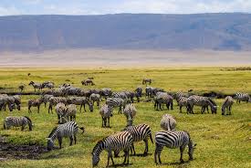 Zebras are found in the more arid portions of eastern and southern africa. 10 Places Where Zebras Live In The Wild